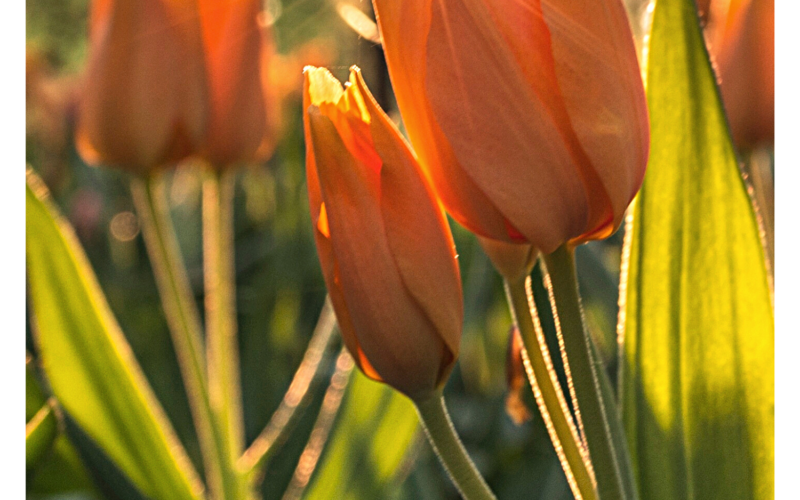 Find-Peace-in-You-Spring-Garden
